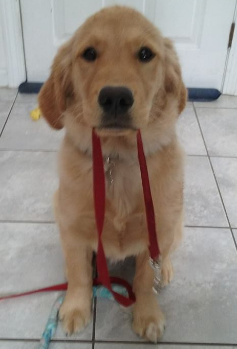 Riley holding leash